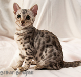 Bengalkatze silber